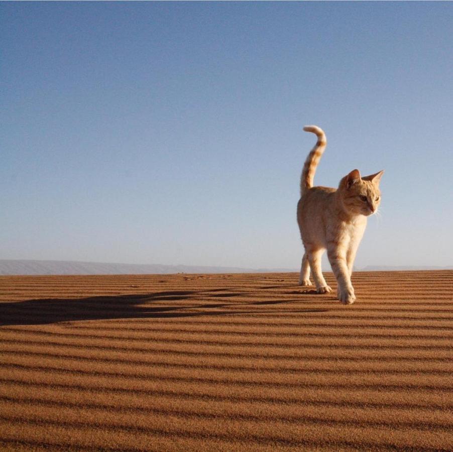 Chegaga Desert Trips Camp มามิด ภายนอก รูปภาพ